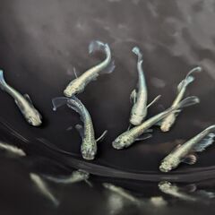 メダカ マリアージュキッシングワイドフィン 10匹  綺麗なメダカ エメキン めだか  成体 ビオトープ の画像