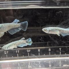 メダカ マリアージュキッシングワイドフィン 10匹  綺麗なメダカ エメキン めだか  成体 ビオトープ の画像