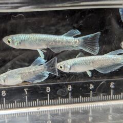 メダカ マリアージュキッシングワイドフィン 10匹  綺麗なメダカ エメキン めだか  成体 ビオトープ の画像