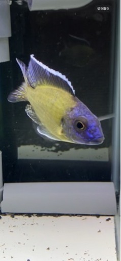 アウロノカラ　ステベニィ　ウジスヤ　ワイルドF1  写真個体販売　10〜11㎝　　熱帯魚　アフリカンシクリッド