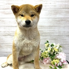 急募　8ヶ月の男の子赤柴　