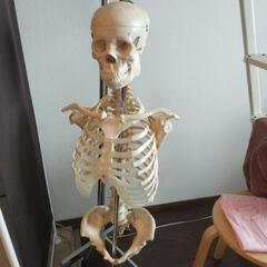 骨模型