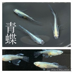 【nego_mdk】今年最終出品になるかな…メダカの針子〜幼魚