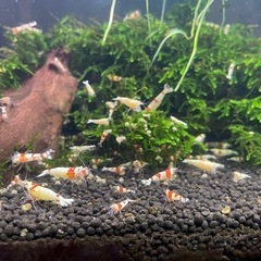 レッドビーシュリンプ【残り30匹】の画像