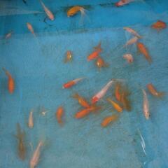 金魚即売会