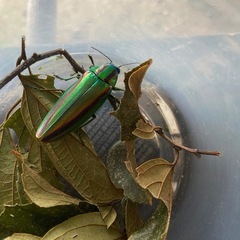 たま虫　
玉虫　タマムシ