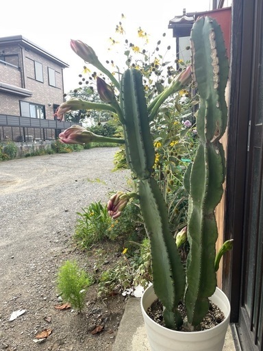 大きな柱サボテン