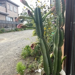 大きな柱サボテンの画像