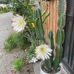 大きな柱サボテン