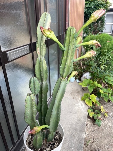 大きな柱サボテン