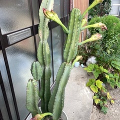 大きな柱サボテンの画像