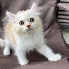子猫里親探し　長毛立耳