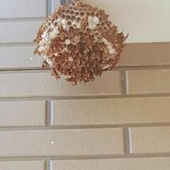 蜂の巣駆除 坂 - 相模原市