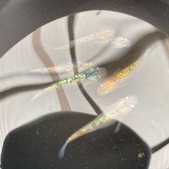 メダカ　ユリシス　稚魚の画像