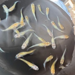 メダカ　ユリシス　稚魚の画像