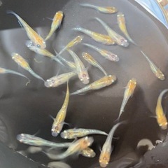 メダカ　ユリシス　稚魚の画像