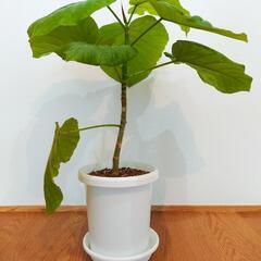 ウンベラータ【観葉植物】5号鉢相当