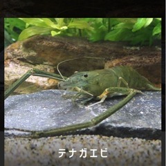 師匠募集っ‼️ テナガエビ獲りっ‼️ 