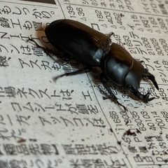 ムシモンオオクワガタ　♂　雄の画像