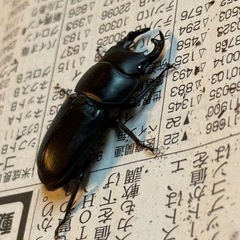 ムシモンオオクワガタ　♂　雄
