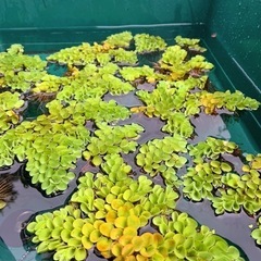 サルビニア ククラータ【水草
】の画像