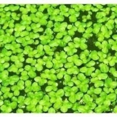 来週処分します　水草　ウキクサ　アオウキクサ