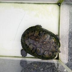 ミドリガメ