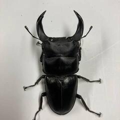 オオクワガタ｜助け合い｜ジモティー