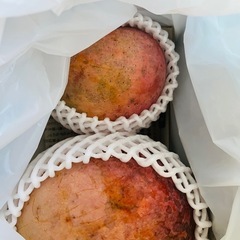 マンゴー(コウブン)1kg⑥