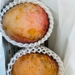 マンゴー(コウブン)1kg⑧