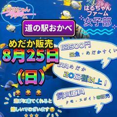 はるちゃんファ〜厶　道の駅おかべ　金魚　メダカ販売！