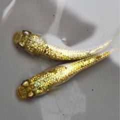 【KAGLA】Ｋメダカ様オリジナル個体卵15粒　の画像
