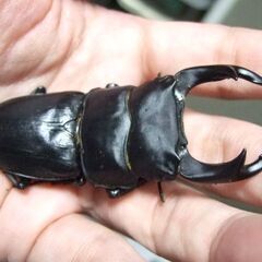 福岡県産オオクワガタ ♂78.8ミリ ♀50.2ミリ ペアの画像