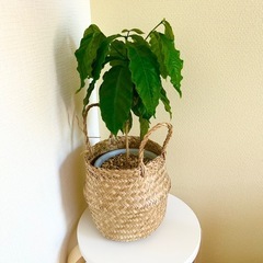 決まりました！ありがとうございました！
コーヒーの木　観葉植物　鉢植え