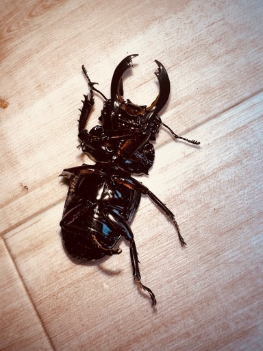 赤レギウス 赤茶目 魔紅帝 大型血統 ペア