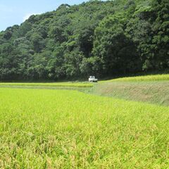 令和６年産　農家直販　新米 粒すけ　　玄米３０㎏（白米約２７㎏）１００００円