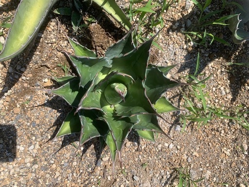 アガベ　モンタナ