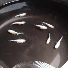 エンゼルダルマめだかの画像
