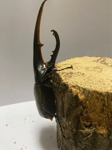 ヘラクレスオオカブト幼虫ペア