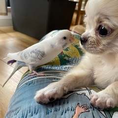 迷子のセキセイインコをさがしています。