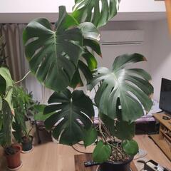 観葉植物　モンステラ