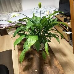 観葉植物　スパティフィラム