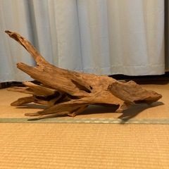 大きい流木