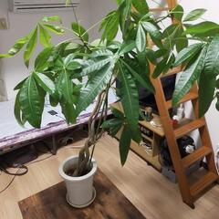 観葉植物　パキラ