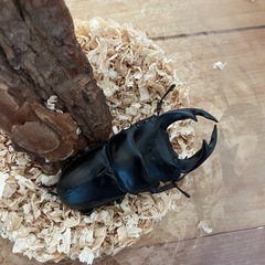 オオクワガタ　
の画像