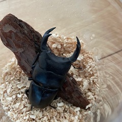 オオクワガタ　
