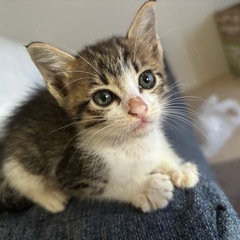 猫のゲージ、キャットゲージ