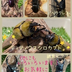トカラコクワ　　ペアの画像