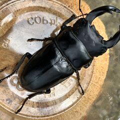 ◎阿古谷産オオクワガタ新成虫ペア①◎♂71、♀43（配送は着払い）