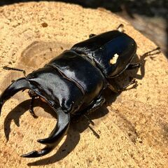 ◎阿古谷産オオクワガタ新成虫ペア①◎♂71、♀43（配送は着払い）の画像